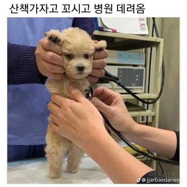 주인에게 배신 당한 강아지 | 인스티즈