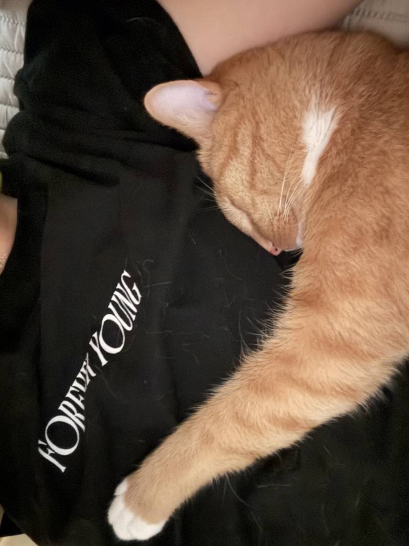 [잡담] 나 고양이 자랑 하나만 할게 | 인스티즈