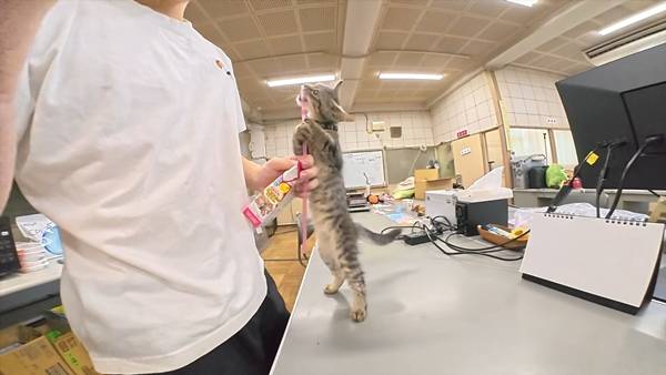 며칠 전 인티에 올라온 폐교에서 주운 아기고양이 코텐 최근 근황 | 인스티즈