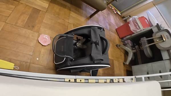 며칠 전 인티에 올라온 폐교에서 주운 아기고양이 코텐 최근 근황 | 인스티즈