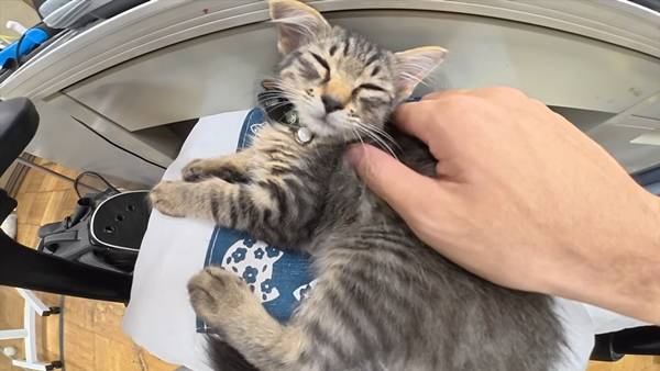 며칠 전 인티에 올라온 폐교에서 주운 아기고양이 코텐 최근 근황 | 인스티즈