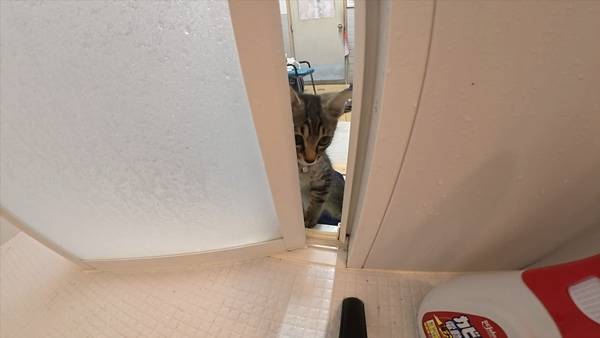 며칠 전 인티에 올라온 폐교에서 주운 아기고양이 코텐 최근 근황 | 인스티즈