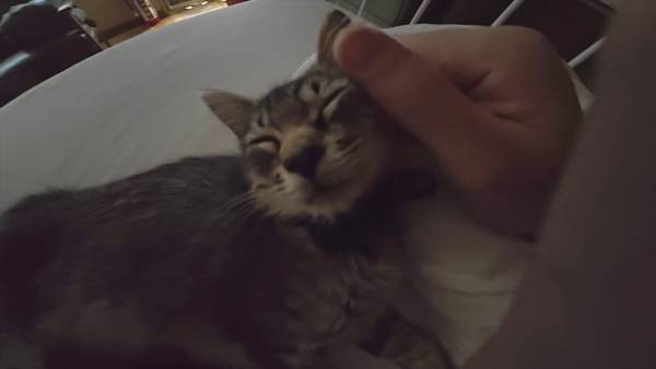 며칠 전 인티에 올라온 폐교에서 주운 아기고양이 코텐 최근 근황 | 인스티즈