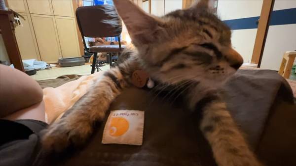 며칠 전 인티에 올라온 폐교에서 주운 아기고양이 코텐 최근 근황 | 인스티즈