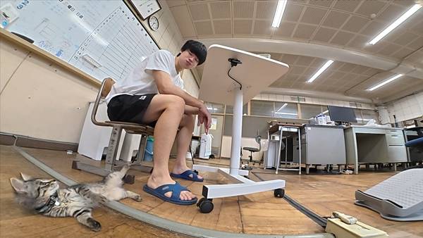 며칠 전 인티에 올라온 폐교에서 주운 아기고양이 코텐 최근 근황 | 인스티즈