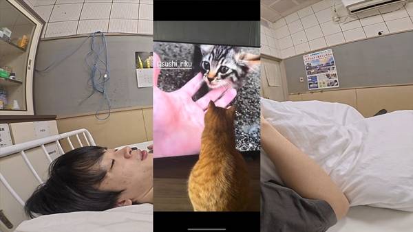 며칠 전 인티에 올라온 폐교에서 주운 아기고양이 코텐 최근 근황 | 인스티즈