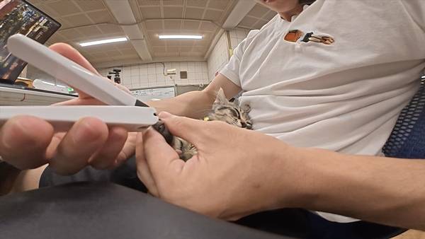 며칠 전 인티에 올라온 폐교에서 주운 아기고양이 코텐 최근 근황 | 인스티즈