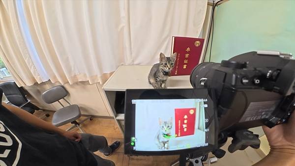 며칠 전 인티에 올라온 폐교에서 주운 아기고양이 코텐 최근 근황 | 인스티즈