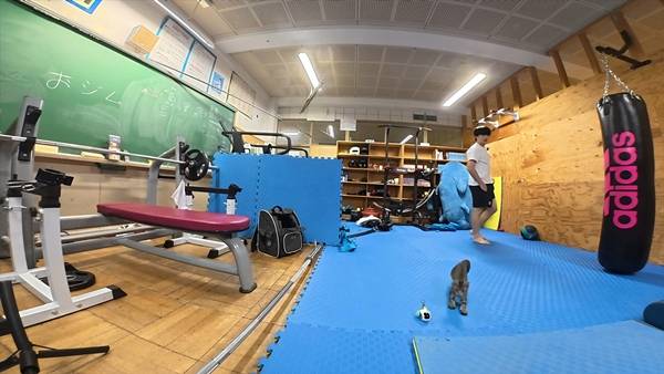 며칠 전 인티에 올라온 폐교에서 주운 아기고양이 코텐 최근 근황 | 인스티즈