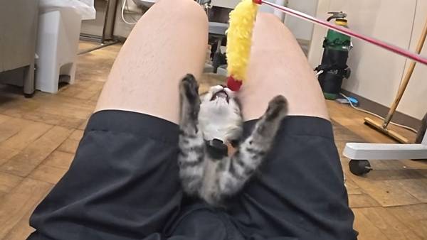 며칠 전 인티에 올라온 폐교에서 주운 아기고양이 코텐 최근 근황 | 인스티즈