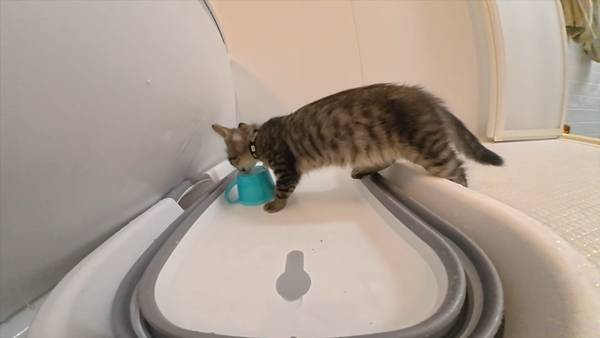 며칠 전 인티에 올라온 폐교에서 주운 아기고양이 코텐 최근 근황 | 인스티즈