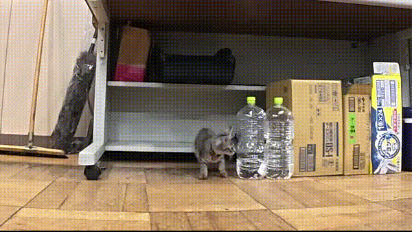 며칠 전 인티에 올라온 폐교에서 주운 아기고양이 코텐 최근 근황 | 인스티즈