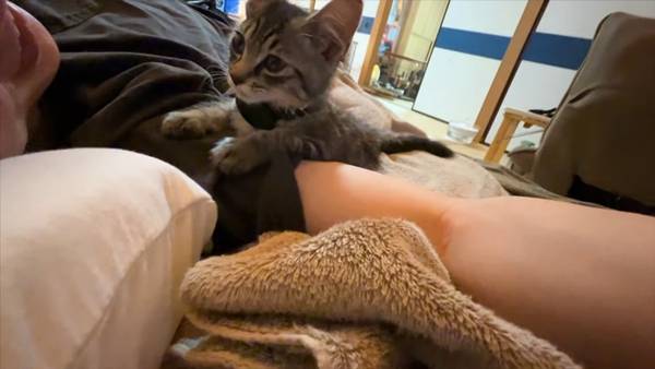 며칠 전 인티에 올라온 폐교에서 주운 아기고양이 코텐 최근 근황 | 인스티즈