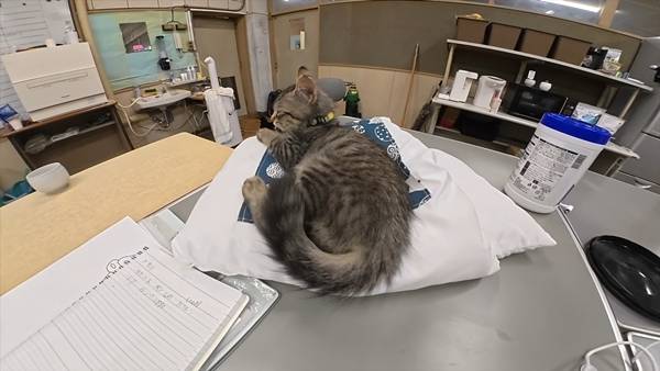 며칠 전 인티에 올라온 폐교에서 주운 아기고양이 코텐 최근 근황 | 인스티즈