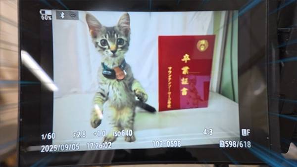 며칠 전 인티에 올라온 폐교에서 주운 아기고양이 코텐 최근 근황 | 인스티즈