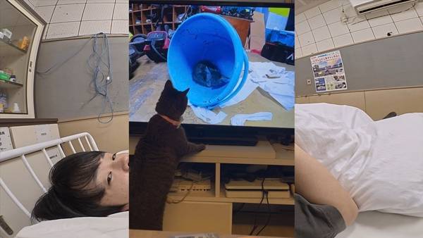 며칠 전 인티에 올라온 폐교에서 주운 아기고양이 코텐 최근 근황 | 인스티즈