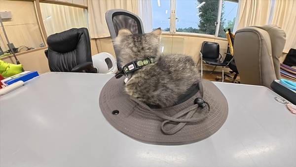 며칠 전 인티에 올라온 폐교에서 주운 아기고양이 코텐 최근 근황 | 인스티즈