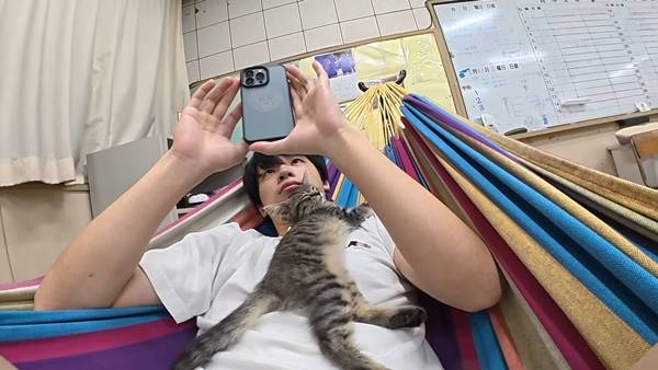 며칠 전 인티에 올라온 폐교에서 주운 아기고양이 코텐 최근 근황 | 인스티즈