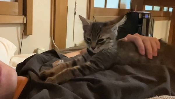 며칠 전 인티에 올라온 폐교에서 주운 아기고양이 코텐 최근 근황 | 인스티즈