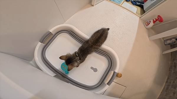 며칠 전 인티에 올라온 폐교에서 주운 아기고양이 코텐 최근 근황 | 인스티즈