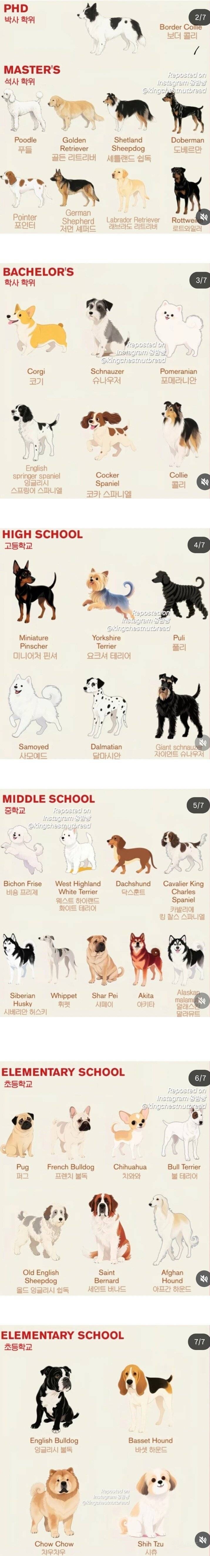 강아지별 지능을 사람학위로 비유 해보자 | 인스티즈