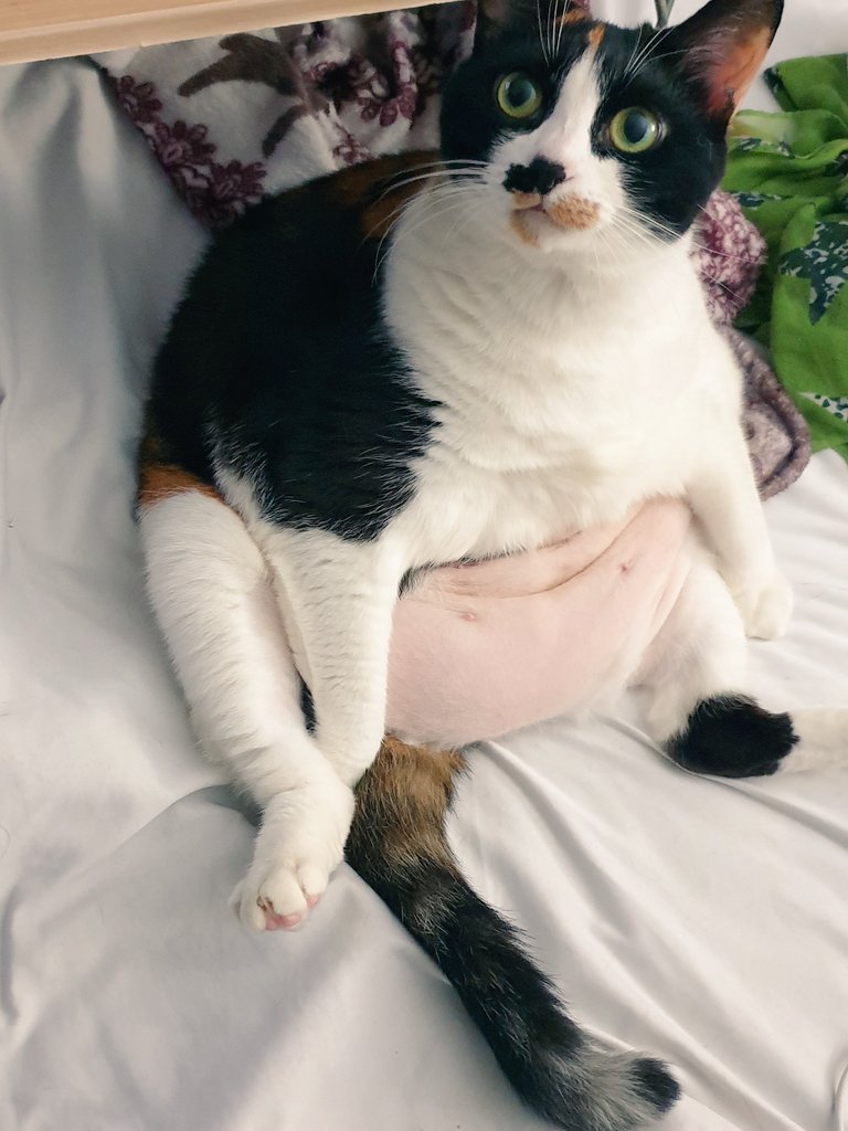 [잡담] 수요일에 부국제 국보 보러가는 사람.,,,, | 인스티즈