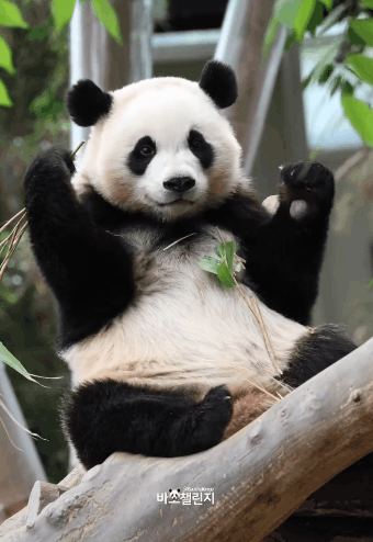 [잡담] 플 환기겸 내 최애판다 후이바오 보고가 | 인스티즈