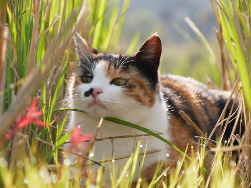 한국인이 기르는 반려묘 60프로 이상이 코숏이다 | 인스티즈
