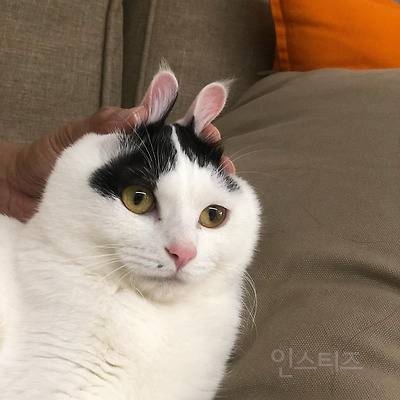 한국인이 기르는 반려묘 60프로 이상이 코숏이다 | 인스티즈