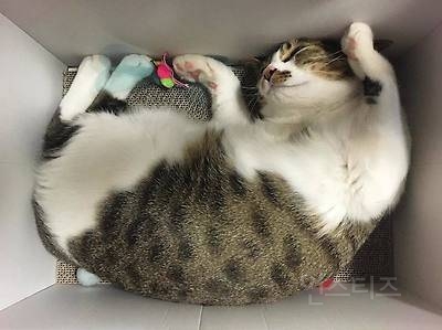 한국인이 기르는 반려묘 60프로 이상이 코숏이다 | 인스티즈