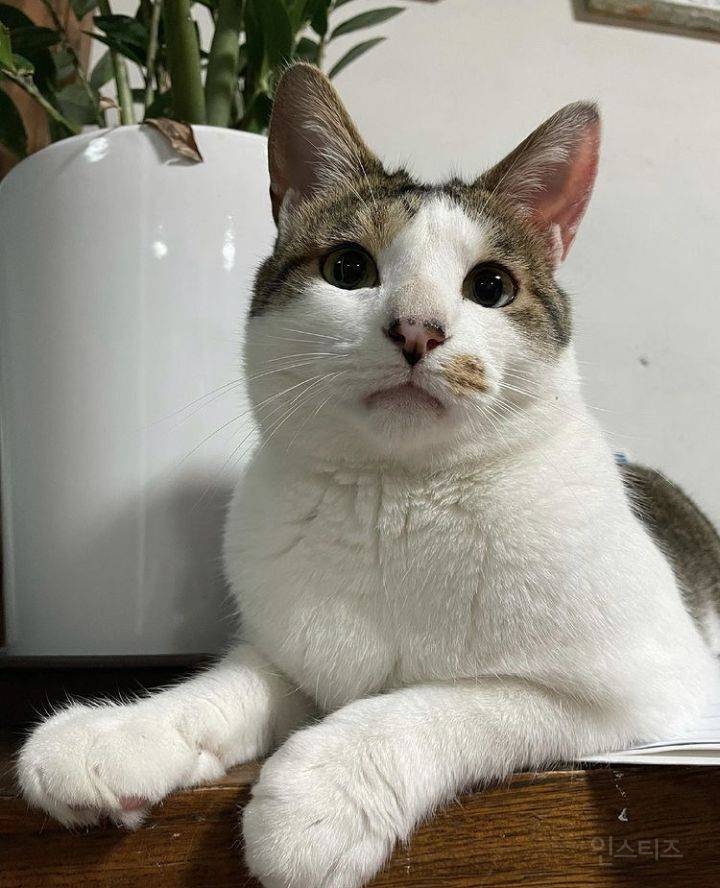 한국인이 기르는 반려묘 60프로 이상이 코숏이다 | 인스티즈