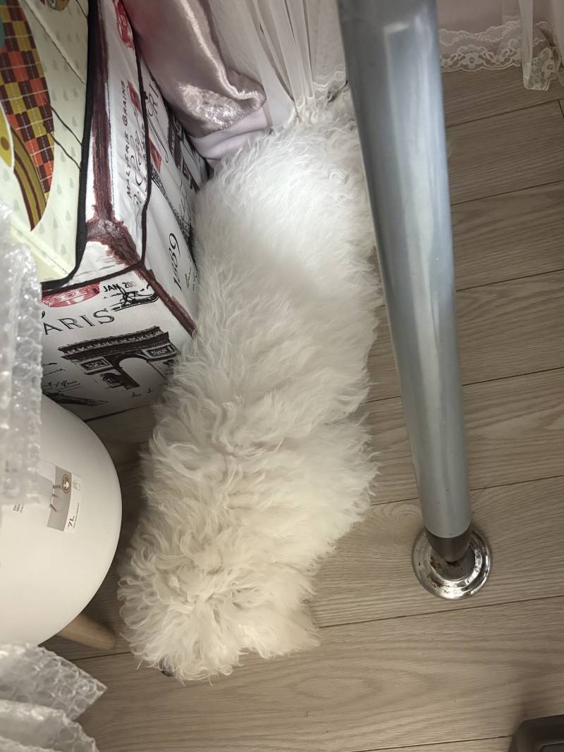 [잡담] 애들아 강아지가 한바가지가 됐어; | 인스티즈