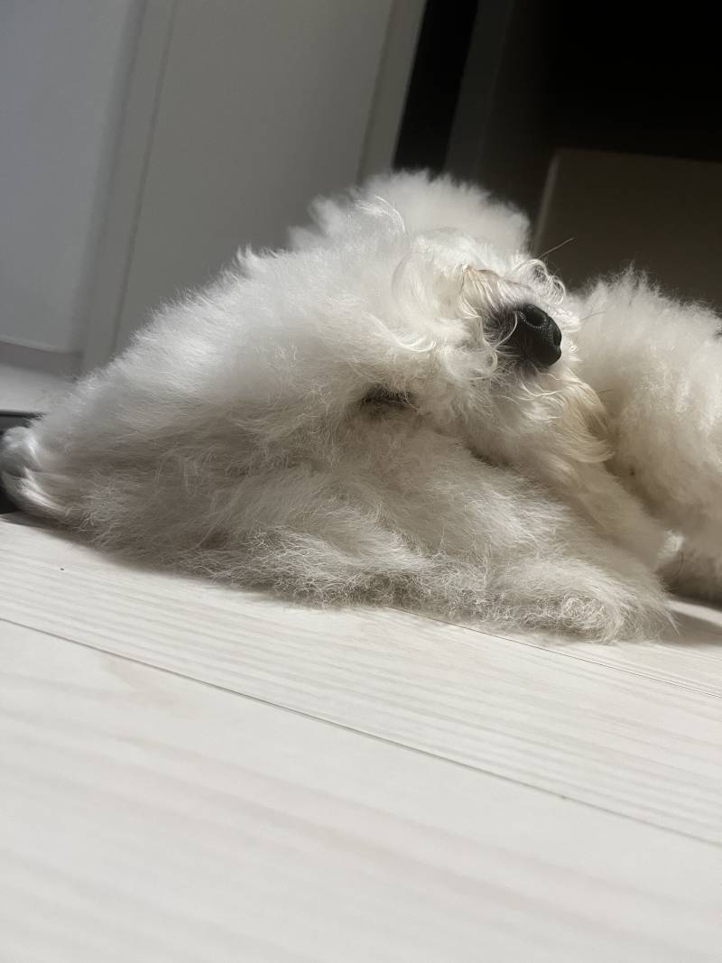 [잡담] 꾸준글) 우리집 강아지 대갈통 크기 | 인스티즈