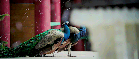 [HQ/시뮬레이션] 잔인하고 아리따운 | 인스티즈