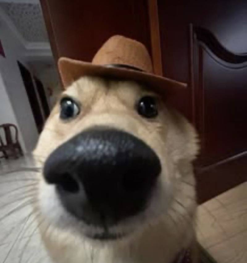 [잡담] 다이어트용 맥날 버거 | 인스티즈