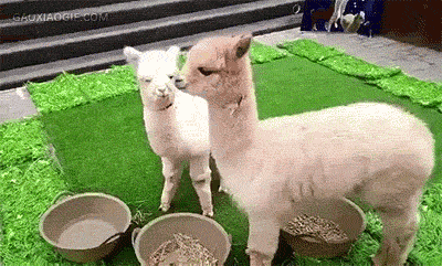 [마플] 알디원 팬들 조심해라 정병아 | 인스티즈