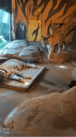 침대 같이 쓰는 호랑이 부부 | 인스티즈