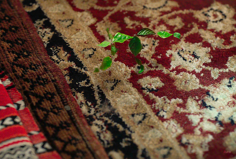 [잡담] 다지니 아이앀ㅋㅋㅋㅋ 나 한드에서 이 딴 짤 처음봄ㅋㅋㅋㅋㅋ | 인스티즈