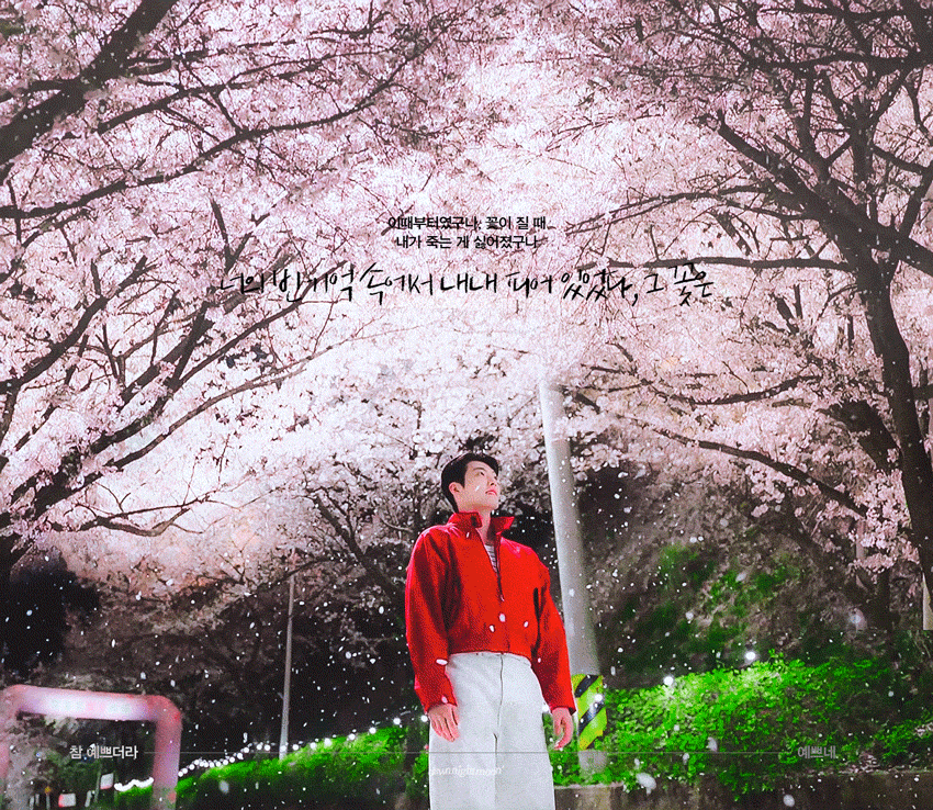 [잡담] 다지니 결국 벚꽃 같이 보는게 미친... | 인스티즈