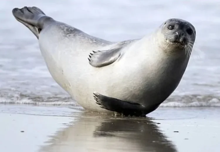 바다의 바나나로 불리는 것 | 인스티즈