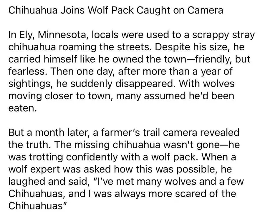 집 나간 치와와 근황 | 인스티즈