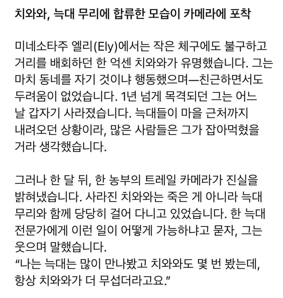 집 나간 치와와 근황 | 인스티즈