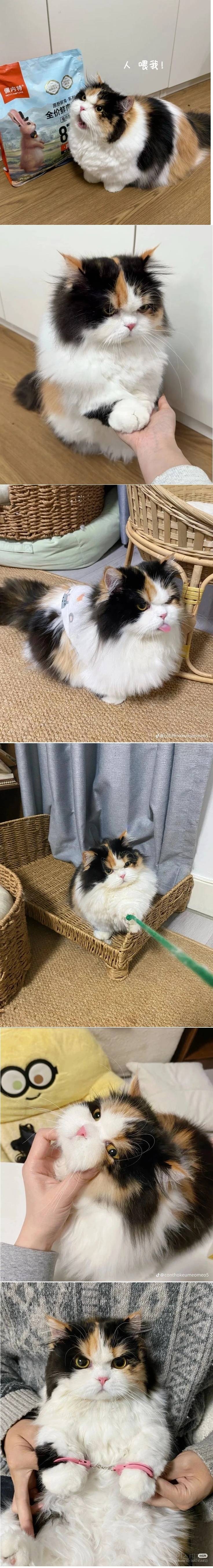 눈빛이 반항적인 고양이 | 인스티즈