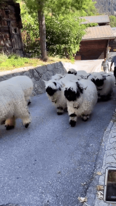 월레스와 그로밋에 나오는 양 실존.jpgif | 인스티즈