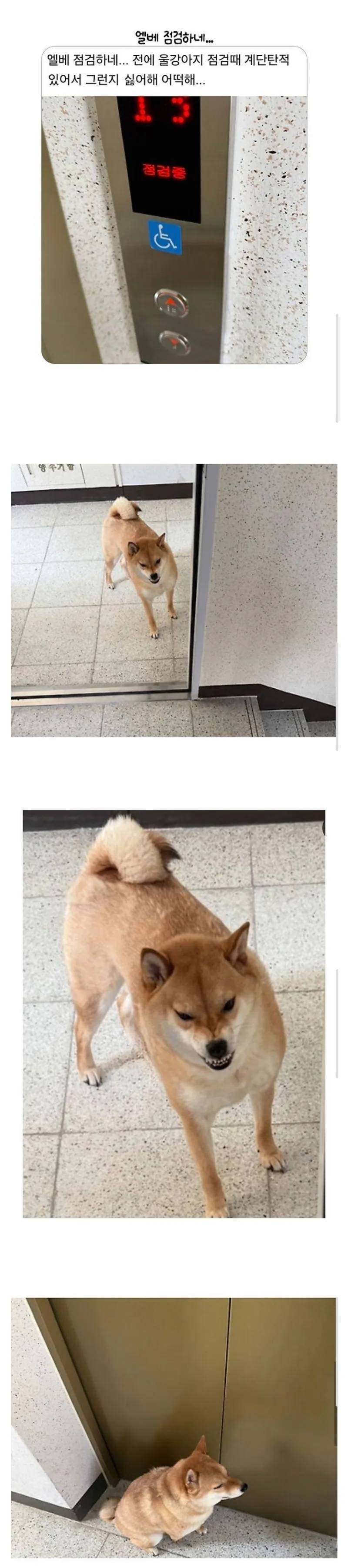 엘베 점검에 화난 강아지 | 인스티즈