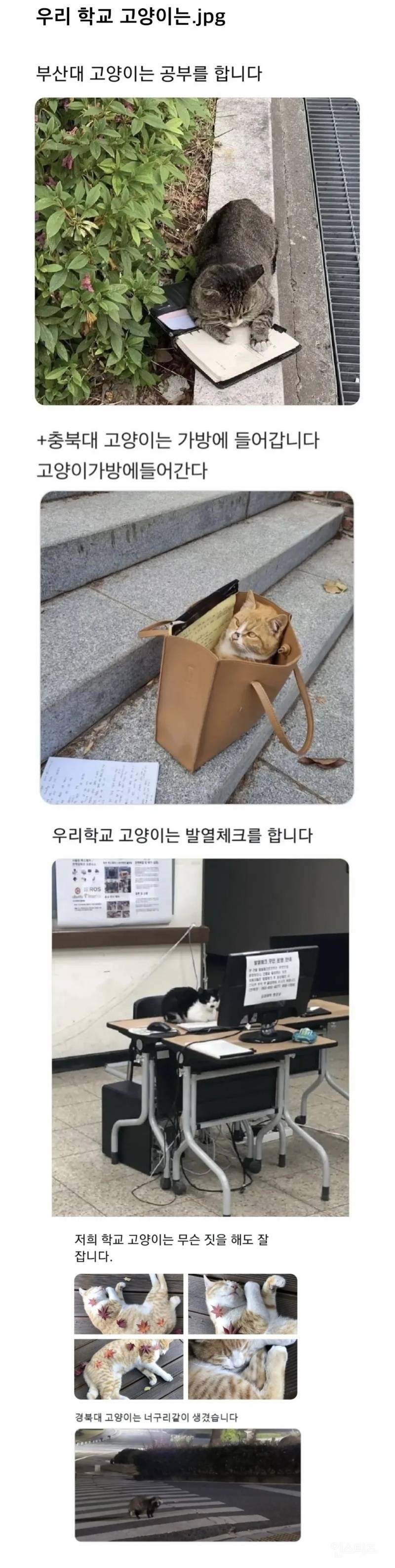 우리 학교 고양이는.. | 인스티즈