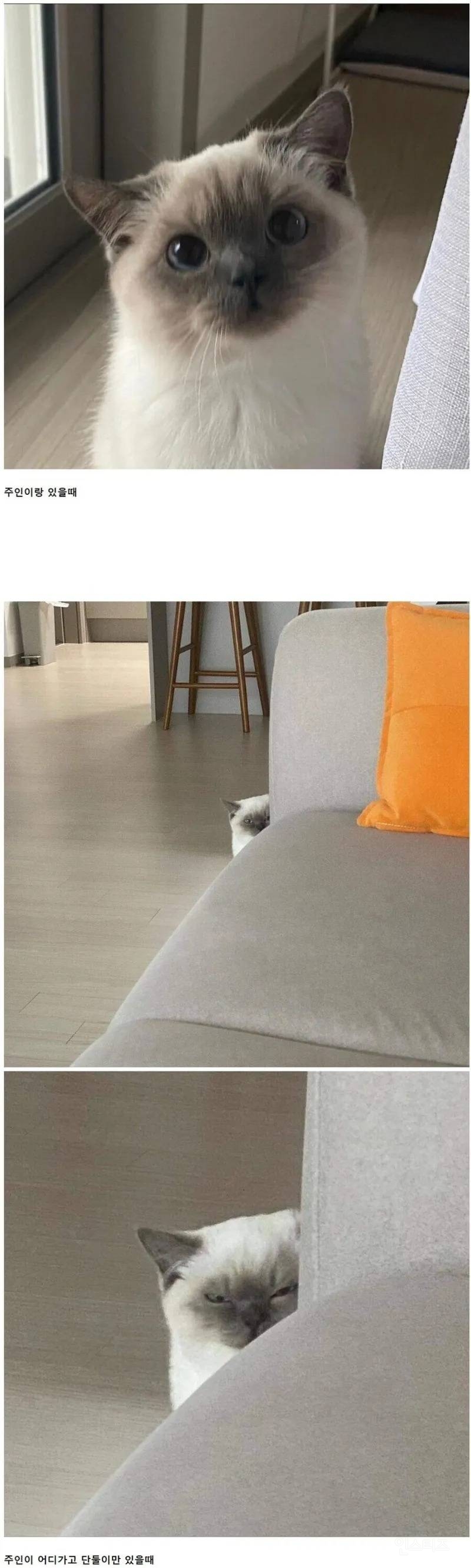 자꾸 나를 감시하는 친구네집 냥이 | 인스티즈