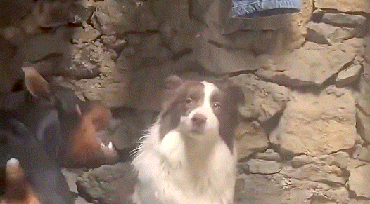 기짱쎄 보더콜리.gif | 인스티즈