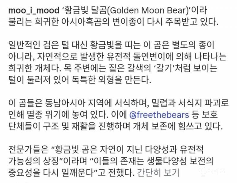 사자를 닮은 곰 | 인스티즈