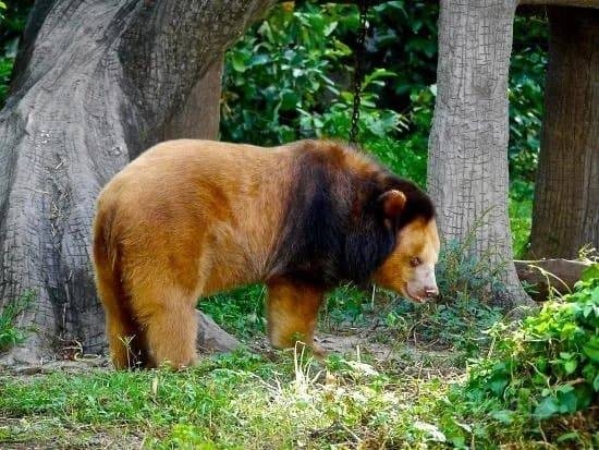 사자를 닮은 곰 | 인스티즈